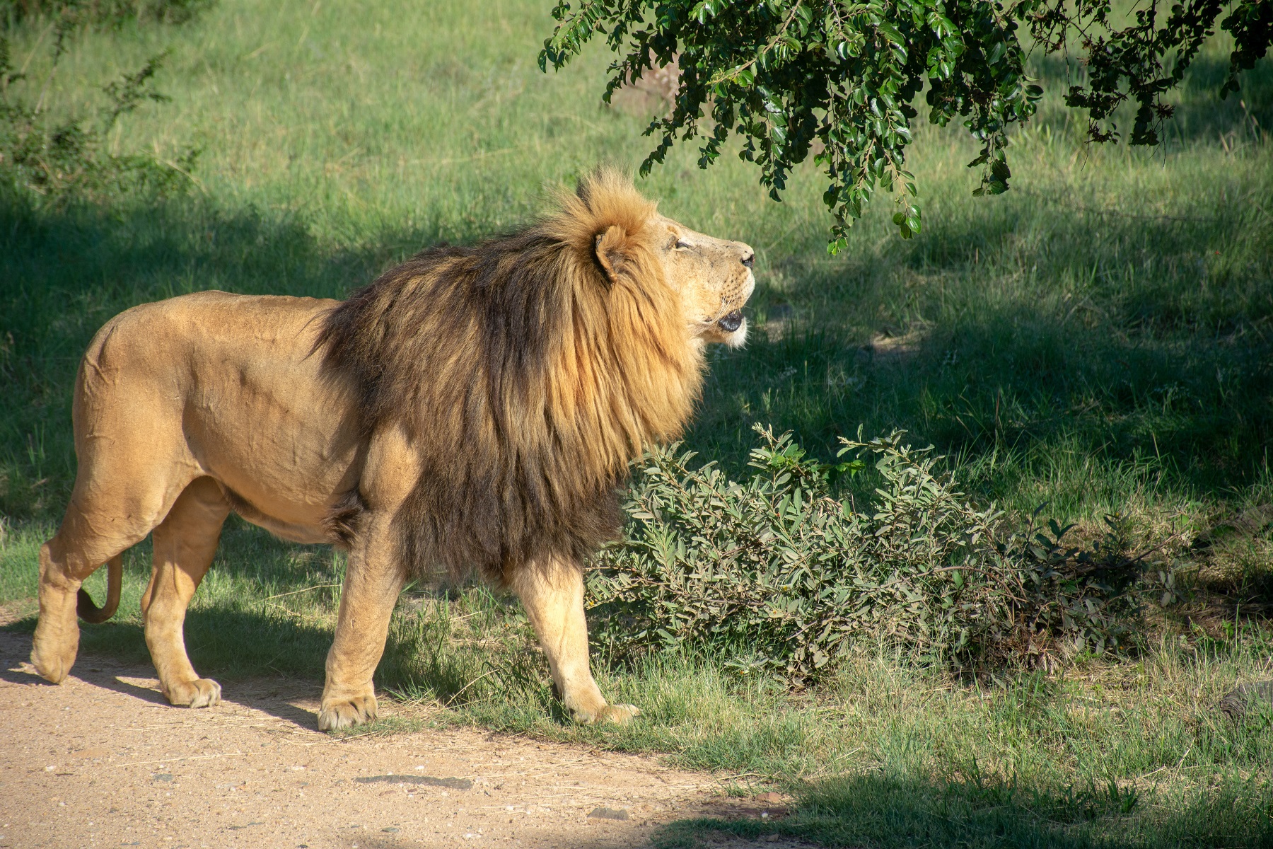 Lion & Safari Park, Pretoria Johannesburg