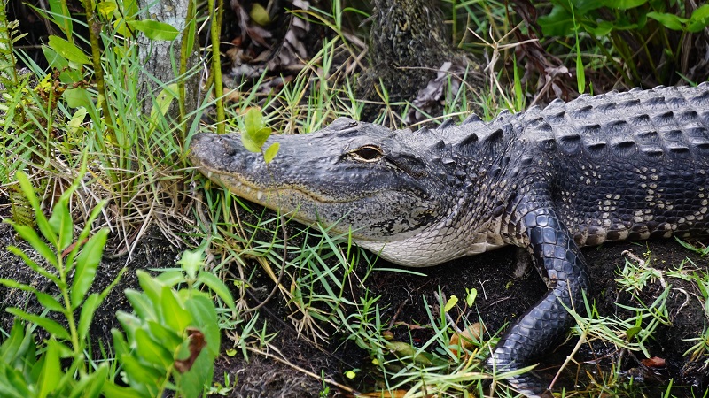 Everglades National Park