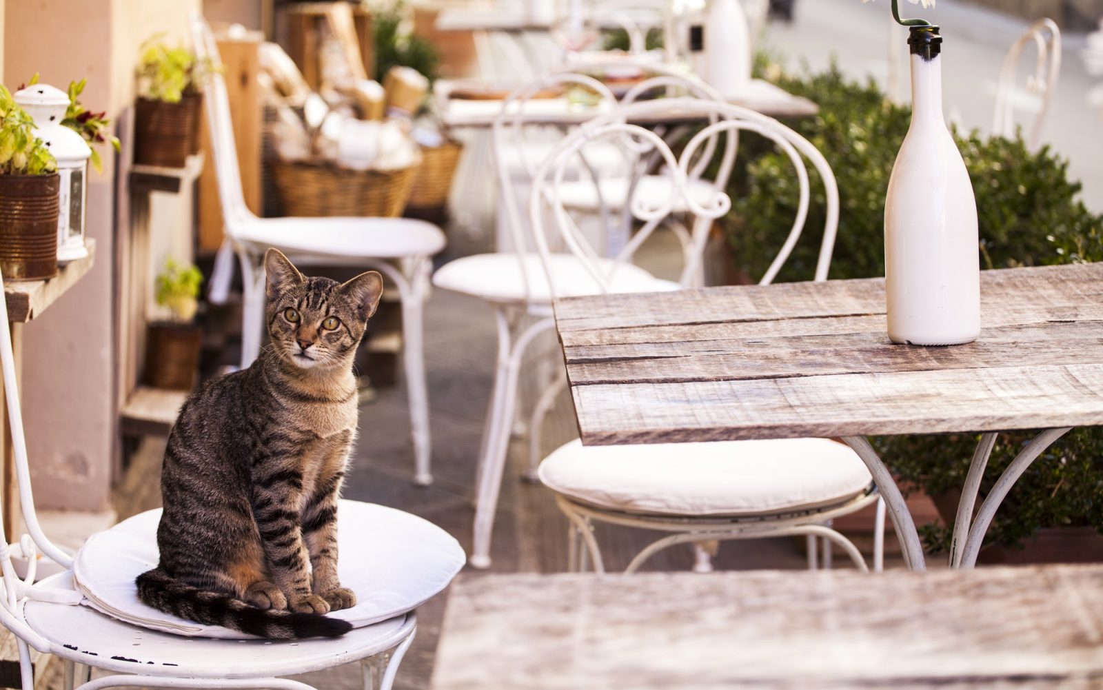 Tuscany cat